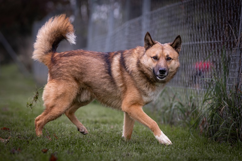 Laufender Hund